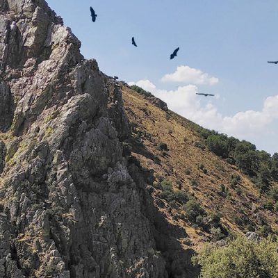 Observacion de Aves en Monfragüe con Tour Extremadura
